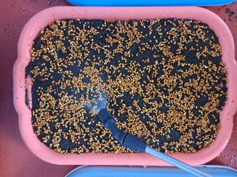 navlhceni seminka redkvicka rose microgreens